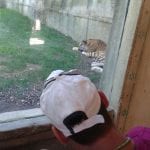 CasaOz - uno dei nostri ragazzi osserva ammirato la tigre di Zoom
